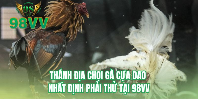 Thánh địa chọi gà cựa dao nhất định phải thử tại 98VV